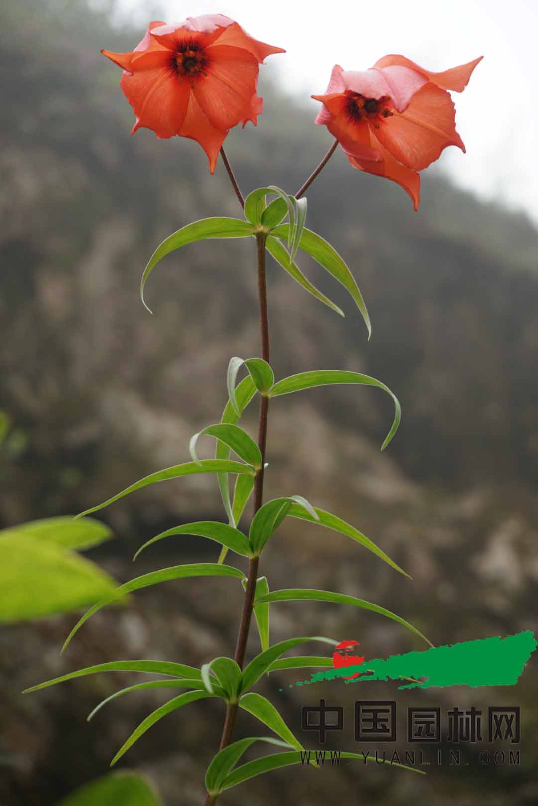 我国科学家在云南高黎贡山发现豹子花等稀有植