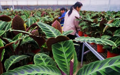 工人在大兴区庞各庄镇的大兴苗圃花卉基地内进行花卉幼苗管护工作(11