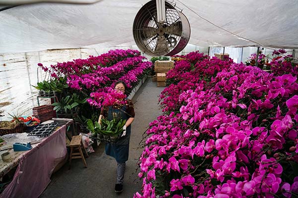 种植蝴蝶兰 大户开拓"致富路"