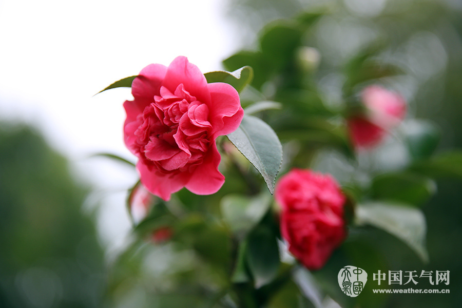 重庆主城入春 山茶花盛花期到来(图)