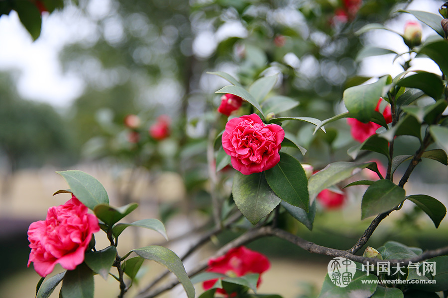 重庆主城入春 山茶花盛花期到来(图)